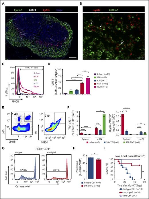 Figure 4. Antigen presentation by neutrophils. (A) Immunofluorescence staining of a mLN 48 hours after TBI showing ring-shaped localization of Ly6G+ cells (red) around lymphocytes next to lymphatic vessels (Lyve-1, green; 4′,6-diamidino-2-phenylindole, blue; blood vessels (CD31), white; scale bar, 200 µm). (B) MLN 48 hours after allo-HSCT showing neutrophils (Ly6G+ = red) close to transplanted CD45.1+ T cells (green, scale bar = 150 µm). (C) Representative histogram of MHC-II expressing CD45+CD11b+Ly6G+ neutrophils in spleen, iLN, aLN, mLN, and ileum in C57BL/6 mice 48 hours after TBI. (D) Frequency of MHC-II+ (percentage of CD45+CD11b+Ly6G+) neutrophils in different organs in CD57Bl/6 mice 48 hours after TBI. (E-F) MHC-II expression and peptide presentation (YAe+) on CD11b+Ly6G+ neutrophils in B6D2F1 mice were assessed by flow cytometry in untreated mice, 24 hours after TBI and 48 hours after BM transplantation. (E) Representative FACS plots showing gating strategy. (F, left) Relative numbers of YAe+MHC-II+ cells of host neutrophils. (Right) Absolute numbers of host YAe+MHC-II+ neutrophils. (G-H) For neutrophil depletion, BALB/c mice were injected with either anti-Ly6G (0.5 mg intraperitoneally) or an isotype control (0.5 mg) on day −1 and transplanted after TBI on day 0 with 1 × 107 purified and CellTrace Violet-labeled CD4+/CD8+ T cells from C57BL/6 mice. Mice were sacrificed on day 3 and mLN analyzed for donor-derived (H2kb+) T cells that had proliferated. (G) Representative flow cytometry plots of CellTrace Violet-dilution of H2kb+CD4+ T cells. (H) Pooled data from 2 independent experiments showing proliferated H2kb+CD4+ T cells after anti-Ly6G neutrophils depletion. (I) BALB/c mice were treated on day −1 by anti-Ly6G (0.5 mg) or isotype control antibody (0.5 mg) injection and underwent allo-HCT (FVB into BALB/c; 5 × 106 BM cells + 0.5 × 106 CD4+/CD8+ T cells). BM controls were treated on day 0 by isotype control antibody (0.5 mg) injection and underwent transplantation using BM alone (FVB 5 × 106 cells).