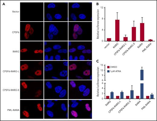 Figure 2. Cellular location and transcriptional effects of CPSF6-RARG fusion protein. (A) HeLa cells were transfected with pcDNA3.1 expression plasmids of vehicle (vector), myc-CPSF6, myc-RARG, myc-CPSF6-RARG-L, myc-CPSF6-RARG-S, and myc-PML-RARA, respectively. Immunofluorescence was performed with myc-tag antibody. Both CPSF6-RARG fusions were predominantly expressed in the nucleus. Original magnification ×630. (B) 293T cells were transfected with RARE Cignal reporter and pcDNA3.1 expression plasmids of vehicle (vector), RARG, CPSF6-RARG-L, CPSF6-RARG-S, PML-RARA, and RARA, respectively. Relative firefly luciferase expression of cell lysates was normalized to Renilla luciferase. The expression of vector control was set to 1. (C) 293T cells transfected with RARE Cignal reporter and the indicated constructs were treated with dimethyl sulfoxide (DMSO) or 1 μM ATRA for 48 hours. Relative firefly luciferase expression of cell lysates was normalized to Renilla luciferase. Ratios were normalized against the cells treated with DMSO. n = 4 separate experiments (A-C). All data are presented as mean ± SD.