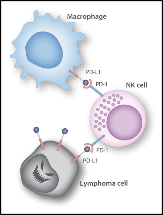 PD-L1 expressed on monocytes/macrophages and B-cell lymphoma cells interacts with PD-1 on (CD56brightCD16-ve) NK cells and induces NK cells’ exhaustion. Professional illustration by Somersault18:24.