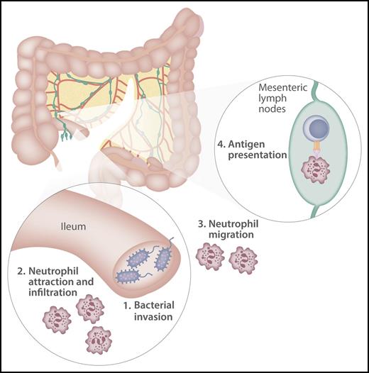 Damage caused by the pretransplant conditioning regimen allows luminal bacteria to invade the ileal mucosa. Recipient neutrophils attracted as part of the inflammatory response infiltrate the ileal mucosa and upregulate expression of major histocompatibility complex (MHC) class II molecules. Activated neutrophils then migrate to draining lymph nodes where they present recipient alloantigens to donor T cells. Activated donor T cells subsequently traffic to target tissues and cause GVHD. Professional illustration by Somersault18:24.