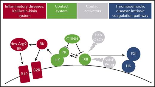 Figure 1. Thromboinflammatory activities of FXII in vivo. Contact system proteins FXII, HK, and PK assemble on cell surfaces. Contact with surface-exposed nonsoluble and plasma-borne soluble contact activators, including polyP or misfolded protein aggregates (PAgg) and heparin (Hep) or oversulfated chondroitin sulfate (OSCS), respectively, leads to the active protease FXIIa. FXIIa in turn triggers thrombosis via the FXI-mediated intrinsic coagulation pathway. FXIIa also activates PK that produces BK from HK. BK activates kinin B2 receptors (B2R), whereas the BK metabolite des-Arg9 BK binds to kinin B1 receptors (B1R), both of which drive inflammation. C1INH regulates FXIIa and PK enzymatic activity.