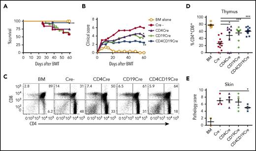 Figure 1. miR-17-92 expressed on donor T and B cells contributes to the pathogenesis of cGVHD. BALB/c (H2Kb+) mice were lethally irradiated and transferred with 0.5 × 106 splenocytes plus 2.5 × 106 TCD-BM from Cre−, CD4Cre+, CD19Cre+, and CD4 Cre+CD19Cre+ miR-17-92flox/flox mice on a C57BL/6 background. Survival (A) and clinical scores of cGVHD manifestations (B) were monitored weekly. Representative flow figures (C) and percentage (D) of CD4+CD8+ cells in recipient thymus are shown on gated donor cells 60 days post-BMT (N = 15-20 mice per group). (E) Pathology scores in recipient skin are shown 60 days post-BMT (N = 4-5 mice per group). *P < .05; **P < .01; ***P < .001.