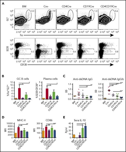 Figure 4. miR-17-92 regulates B-cell differentiation and function in cGVHD. B6 to BALB/c murine model of cGVHD was set up as described in Figure 1. Sixty days after BMT, data from 1 representative mouse of each group (A) and mean percentage of GL-7+Fas+ GC B cells on gated H2Kb+B220+ cells, and B220−CD138+ plasma cells on gated H2Kb+ cells are shown in spleen (B). (C) Sera from whole blood were taken for enzyme-linked immunosorbent assay (ELISA) measuring anti-dsDNA IgG and IgG2c autoantibodies as described in “Materials and methods.” (D) Mean fluorescence intensity (MFI) of MHC-II (IAb) and CD86 expression are shown on gated H2Kb+B220+ in spleen (N = 4-5 mice per group shown). Data shown are the representative of 3 individual experiments with a cumulative total of 15 to 20 mice per group. (E) Serum IL-10 levels in recipients were measured using the CBA kit 60 days post-BMT (N = 4-5 mice per group shown). *P < .05; **P < .01; ***P < .001.
