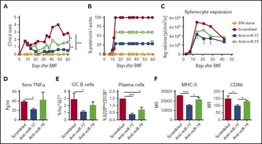 Figure 6. Systemic administration of anti–miR-17 alleviates proteinuria. BALB/c mice were lethally irradiated and transferred with 5 × 106 TCD-BM cells (Ly5.1+), plus 30 × 106 luciferase-transduced CD25− splenocytes (Ly5.2+) from DBA2 mice. Recipient mice were treated with individual antagomirs as indicated at a loading dose 25 mg/kg at day 0 followed by 5 mg/kg twice weekly up to day 25 after BMT. The clinical score (A) and proteinuria/ascites incidence (B) on indicated days after BMT are shown. The expansion of injected donor splenocytes was monitored by using BLI, and data are presented as mean signal intensity (C). Sixty days after BMT, serum TNFα (D), percentage of GL-7+Fas+ GC B cells on gated live B220+ cells, and B220−CD138+ plasma cells on gated live cells in spleen (E) are shown. (F) MFI of MHC-II (IAd) and CD86 on donor CD5.1+B220+ cells in spleen are shown 60 days after BMT. N = 7 mice per group. *P < .05; **P < .01; ***P < .001. P values denote comparison between scrambled and anti–miR-17 in panels B and C.