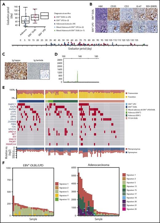 Figure 1. Development of human EBV+-DLBLs from PDXs of gastric cancers. (A) Timeline of the development of EBV+-DLBL, LPD with marked T-cell expansion, and gastric adenocarcinoma in 59 gastric cancer PDX mouse models. Engrafted tumors were considered to have graduated when the tumors reached about 1000 mm3 in size. (B) Immunohistological analysis of EBV+-DLBL and EBV+-LPD that developed in gastric cancer PDXs. Brown color indicates a positive result for CD20, CD3, Ki-67, and EBV-encoded RNA (EBER). All developed lymphomas were CD20-positive, showed high proliferation based on the Ki-67 labeling index (> 95%), and were judged EBV-positive by in situ hybridization. All LPDs showed rich CD3-positive lymphocyte infiltration with a few EBV-positive B cells. (C) Lymphoma cells showed diffuse positivity for immunoglobulin κ chain, but negativity for λ chain in immunohistochemistry. (D) Lymphoma showed clonal proliferation in the IgH gene rearrangement test. (E) Somatic mutation profiles of 59 PDX samples and 48 DLBLs from the TCGA database. Genes marked in red text are frequently altered in Burkitt lymphoma. (F) Mutation signatures observed in EBV+-DLBL and gastric adenocarcinoma PDX samples. The x-axes represent each sample and were ordered according to the total number of somatic substitutions (y-axes). Contributions of each mutational signature are shown as bar graphs.