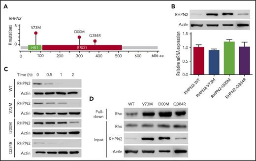 Figure 2. Activation of Rho signaling by mutant RHPN2 proteins. (A) Mutation needle plots of RHPN2 in EBV+-DLBL. The mutations found in the 5 EBV+-DLBLs of 29 cases sequenced are shown. BRO1, yeast Bro1 homology domain; HR1, protein kinase C-related kinase homology region 1 domain. (B) Protein levels of wild-type and mutant RHPN2 when mRNA levels were normalized. (C) Protein stability of wild-type and mutant RHPN2. The protein levels of each mutant RHPN2 were evaluated after 3 hours of treatment with cycloheximide (100 μg/mL). (D) Rho activity of wild-type and mutant RHPN2. Rho activity were assessed by a GST-RBD-Rhotekin pull-down assay, and the RHPN2 mutations were associated with increased Rho activity.