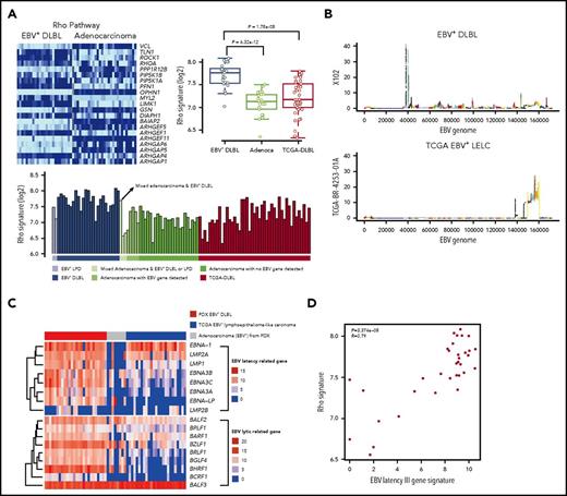 Figure 4. Transcriptomic alterations in EBV+-DLBL from PDX models. (A) Increased Rho pathway signature in EBV+-DLBL from PDX models. Alterations of the Rho pathway were identified by pathway analysis using 3 tumor types (EBV+-DLBLs, gastric adenocarcinomas, and DLBLs from the TCGA database). (B) EBV gene expression activity across the entire EBV genome. The EBV viral gene activation pattern differed between EBV+-DLBLs from our study (X102 is representative) and EBV-associated gastric adenocarcinomas from the TCGA database (TCGA BR-4253-01A is representative). (C) Expression profiles of latency and lytic cycle-related EBV genes. EBV+-DLBL showed a latency III pattern in gene expression, whereas limited latency-related gene expression was present in EBV+ gastric adenocarcinoma. Lytic cycle-related genes were expressed in all 3 lytic cycle stages in EBV+-DLBLs, but gene expression was limited in TCGA adenocarcinoma. (D) Correlation between the EBV latency III-related gene signature and Rho pathway signature. Each dot represents an EBV+-DLBL sample, and the numbers in the graph indicate P-value and Pearson correlation coefficient (R) of the correlation.