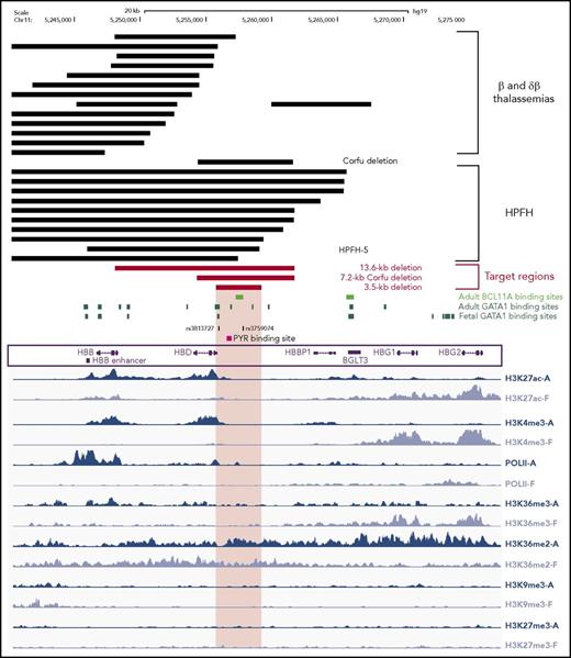 Figure 1. Integration of mutational and epigenetic analyses of the β-globin locus. Genomic deletions mapped in thalassemic patients and HPFH individuals are indicated with black bars (top). We report the 10 HPFH mutations removing the 3.5-kb region and the 13 β-thalassemia-associated deletions, which do not include this region. The 13.6-kb, the 7.2-kb Corfu and the 3.5-kb target regions are depicted as red bars. The 3.5-kb region contains a putative BCL11A binding site and several GATA1 binding sites (retrieved from Xu et al,27,31 and Jawaid et al45), single-nucleotide polymorphisms associated with high HbF levels, and a 250-bp polypyrimidine-rich sequence targeted by the PYR complex. We analyzed the histone modification pattern of the β-globin locus in human adult and fetal erythroblasts27 (in blue and lavender, respectively; bottom). Epigenetic modifications typical of active chromatin regions, such as H3K27 acetylation (H3K27ac), H3K4 trimethylation (H3K4me3), H3K36 trimethylation (H3K36me3), and RNA polymerase II binding (PolII), mark the β- and δ-globin and the γ-globin genes in adult and fetal erythroblasts, respectively. Typical repressive chromatin markers (H3K9 trimethylation, H3K9me3 and H3K27 trimethylation, H3K27me3) were absent in the β-globin locus of both adult and fetal erythroblasts. The 3.5-kb target region, as well as inactive γ-globin genes, were preferentially enriched in H3K36 dimethylation (H3K36me2) in adult cells. HBB, β-globin gene; HBD, δ-globin gene; HBBP1, β-globin pseudogene 1; BGLT3, β-globin locus transcript 3 gene; HBG1, Aγ-globin gene; HBG2, Gγ-globin gene. The enhancer located 3′ to the poly(A) site of the β-globin gene is indicated as HBB enhancer.