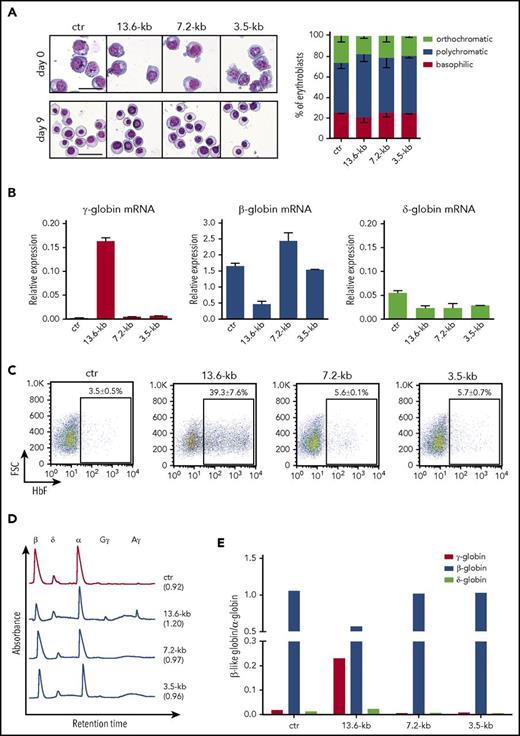Figure 2. Targeting of a 13.6-kb genomic region in the β-globin locus reactivates γ-globin expression in the adult HUDEP-2 erythroid cell line. HUDEP-2 cells were transfected with plasmids carrying Cas9-GFP and gRNA pairs targeting the 13.6-kb, 7.2-kb, and 3.5-kb regions. Cells treated only with Cas9-GFP plasmid were used as control (ctr). GFP+ cells were FACS-sorted and differentiated into mature erythroblasts. (A) Representative images of May-Grünwald-Giemsa–stained undifferentiated (day 0) and differentiated (day 9) cultures. Original magnification ×20. Scale bars, 50 µm (left). Bars indicate the percentage cell number for each erythroblast population after differential counting (right). Similar proportions of the different erythroid precursors were observed in control and genome-edited cultures. (B) qRT-PCR analysis of γ (Aγ+Gγ)-, δ-, and β-globin mRNA levels in differentiated samples. Results were normalized to α-globin. Error bars denote standard deviation (SD). (C) Representative FACS analyses of HbF+ cells (F-cells). Data are expressed as mean ± standard error of the mean (SEM) of 3 experiments. (D) RP-HPLC chromatograms showing peaks corresponding to α-globin and β-like globins in differentiated HUDEP-2 samples. The ratio of α chains to non–α chains is indicated in brackets. (E) Quantification of γ (Aγ+Gγ)-globin and β-globin protein levels, as assessed by RP-HPLC. β-Like globin expression was normalized to α-globin. Targeting the 13.6-kb region, but not the 3.5-kb putative HbF silencer and the 7.2-kb region, reduced β-globin chain levels and strongly increased γ-globin chain expression. δ-Globin protein levels were decreased only in 7.2-kb and 3.5-kb genome-edited samples.