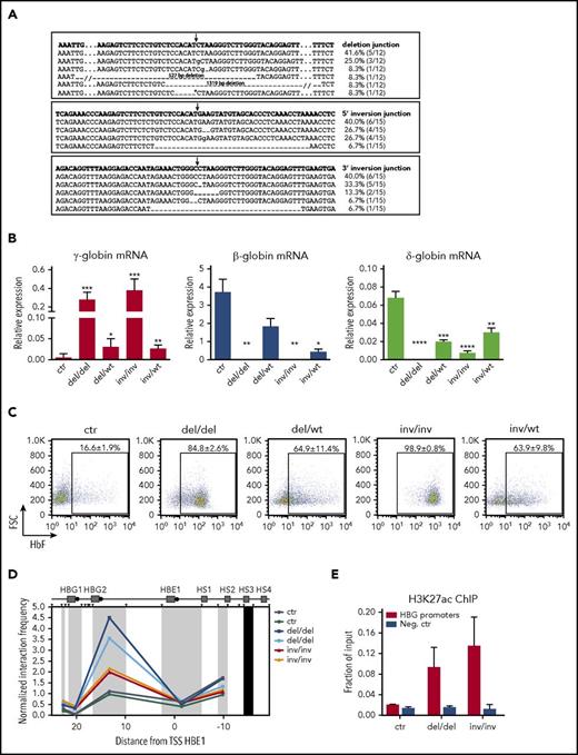 Figure 3. HbF reactivation occurs predominantly in HUDEP-2 clones harboring biallelic rearrangements of the 13.6-kb target region. Control and genome-edited bulk populations were cloned by limiting dilution to isolate cells harboring biallelic or monoallelic modifications of the 13.6-kb target region. We selected and differentiated 11 control (ctr), 4 biallelic deleted (del/del), 4 mono-allelic deleted (del/wt), 5 biallelic inverted (inv/inv), and 5 monoallelic inverted (inv/wt) clones. (A) Sanger sequencing of deletion and inversion junctions in genome-edited clones. Top rows show the predicted junction sequences (in bold). The expected deletion and inversion junctions with small InDels were observed in the majority of genome-edited alleles. In 2 alleles, we detected larger deletions (14.1 and 14.9 kb) removing 527 and 1319 bp upstream and downstream of the 13.6-kb region, respectively. In 1 allele, we detected a shorter deletion (11.6 kb), leaving 2001 bp at the 3′ end of the 13.6-kb region (*). No difference in HbF expression was observed among these clones regardless of the deletion. The frequency of each event is calculated as: (number of alleles harboring an identical deletion or inversion junction)/(total number of deleted or inverted alleles). Arrows indicate the predicted junction sites. Dashes and dots represent deleted and hidden nucleotides, respectively. Inserted nucleotides are displayed in lowercase. (B) qRT-PCR analysis of γ (Aγ+Gγ)-, δ-, and β-globin transcripts in differentiated clones. All samples were normalized to α-globin. Error bars represent SEM. ****P < .0001, ***P < .001, **P < .01, *P < .05 (unpaired 2-tailed Student t test vs control). (C) Representative FACS plots showing the percentage of F-cells in differentiated HUDEP-2 clones. The proportion of HbF+ cells was significantly higher in genome-edited vs control clones (P < .0001). Data are displayed as mean ± SEM. Clones harboring a biallelic inversion of the 13.6-kb regions tend to show higher γ-globin expression at both mRNA and protein levels than clones harboring a biallelic deletion. (D) 3C analysis of chromatin interactions between the LCR and the γ-globin promoters in differentiated clones (2 controls, 2 del/del, and 2 inv/inv clones). A higher interaction frequency was observed in clones harboring a biallelic rearrangement, as compared with control clones. The interaction frequencies were normalized to the cross-linking frequency in the ERCC3 locus. The hypersensitive sites of the LCR are indicated (HS1, HS2, HS3, and HS4). We used as anchor a genomic fragment containing HS3 (black rectangle). HindIII restriction sites are depicted as black triangles. Black circles indicate the β-like globin promoters. Distances on x-axis are in kilobases counting from the transcription start site (TSS) of the HBE1 gene. (E) Analysis of H3K27 acetylation at γ-globin promoters in differentiated clones (2 controls, 2 del/del, and 2 inv/inv clones). γ-Globin promoters were highly enriched in H3K27ac in del/del and inv/inv clones. The DEFB122 genomic region served as a negative control (Neg. ctr). Error bars indicate SD.