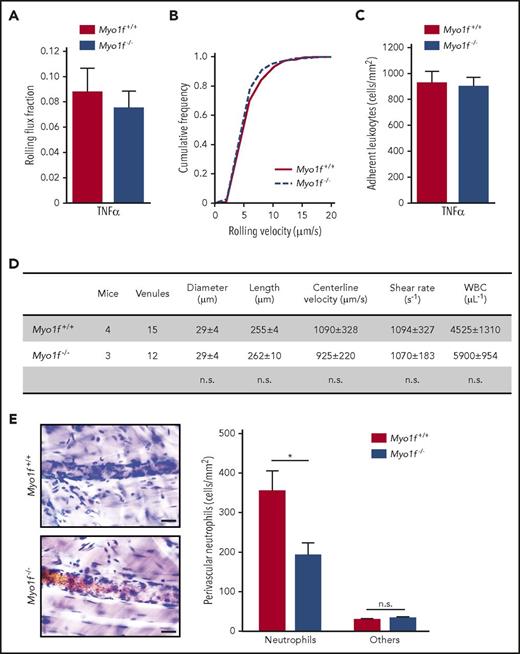 Figure 1. Myo1f was dispensable for leukocyte rolling and adhesion but essential for neutrophil extravasation in inflamed mouse cremaster muscle venules. (A-C) Intravital microscopy of postcapillary venules in mouse cremaster muscle 2.5 hours after intrascrotal injection of TNFα (500 ng per animal). (A) Rolling flux fraction, (B) rolling velocity, and (C) number of adherent leukocytes (n = 15 venules of 4 Myo1f+/+ mice and n = 12 venules of 3 Myo1f−/− mice). (D) Rheological parameters of cremaster muscle venules after TNFα injection. (E) Representative images (left panel) of postcapillary venules of cremaster muscle whole mounts stained with Giemsa’s azur eosin methylene blue. Scale bar, 20 µm. Quantification of perivascular neutrophils and other leukocyte subtypes (others, right panel) (n = 18 vessels of 3 Myo1f+/+ mice and n = 17 vessels of 3 Myo1f−/− mice). Mean ± SEM; *P < .05 (2-way ANOVA, Sidak multiple comparison test). n.s., not significant; WBC, white blood cell.