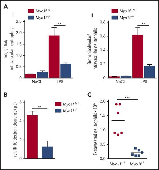 Figure 2. Myo1f-deficient neutrophils failed to extravasate in an acute lung injury model and during acute peritonitis. (A) Ratios of Myo1f+/+ and Myo1f−/− neutrophils extravasated into the interstitium (i) or the bronchoalveolar space (ii) to neutrophils remaining in the lung vasculature, 4 hours upon exposure to aerosolized NaCl or LPS for 30 minutes. n = 4; mean ± SEM; **P < .01 (2-way ANOVA, Tukey multiple comparison test). (B) Lung damage was assessed by quantification of tetramethylrhodamine isothiocyanate (TRITC)-Dextran clearance. n = 4; mean ± SEM; **P < .01 (unpaired Student t test). (C) Total number of extravasated neutrophils in the peritoneal lavage 4 hours after intraperitoneal injection of CXCL1 (300 ng per animal). n = 6; mean ± SEM; ***P < .001 (unpaired Student t test).