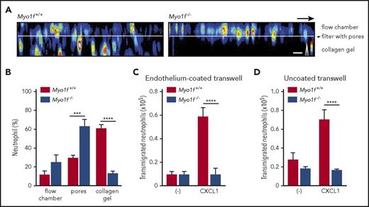 Figure 3. Myo1f was required for neutrophil transmigration. (A-B) Myo1f+/+ and Myo1f−/− neutrophils were stained with SiR-actin (100 nM) and perfused through rmICAM-1 (12.5 µg/mL) and rmP-selectin (10 µg/mL) coated μ-Slide Membrane ibiPore flow chambers with 1 dyne/cm2 shear stress. Time-lapse video microscopy was performed using spinning-disk confocal microscopy. (A) Orthogonal view of representative pseudo-colored time-lapse images demonstrating the localization of neutrophils during the process of transmigration into a fMLP-containing collagen chamber after stimulation for 60 minutes. Scale bar, 10 µm. Color scales, heat map. Triangle indicates orientation of fMLP gradient. Arrow indicates direction of flow. (B) Quantitative analysis of transmigrating Myo1f+/+ and Myo1f−/− neutrophils respective to their position in percentage of all neutrophils analyzed (100%). n = 4 independent experiments (with a total of 240 Myo1f+/+ neutrophils and 220 Myo1f−/− neutrophils analyzed). Mean ± SEM; ***P < .001; ****P < .0001 (2-way ANOVA, Sidak multiple comparison test). (C-D) Transwell assay without (−) or with CXCL1 either coated with (C) an endothelial monolayer, or (D) uncoated as control. n = 4; mean ± SEM; ****P < .0001.