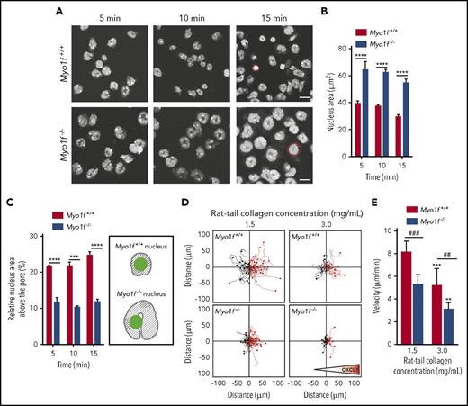 Figure 4. Myo1f was crucial for squeezing of the neutrophil nucleus through narrow pores during migration in 3D environments. (A-C) Nucleus morphology was analyzed in transwell assays with rmICAM-1 (12.5 µg/mL) and rmP-selectin (10 µg/mL) coated filters upon fMLP stimulation (10 µM). Isolated murine Myo1f+/+ and Myo1f−/− neutrophils were labeled with the nuclear dye Hoechst 33342 (5 µM) and imaged at indicated time points. (A) Representative microscopic images of nuclear morphology on the coated filters at indicated time points. Red circles indicate a representative nucleus of a Myo1f+/+ and a Myo1f−/− neutrophil. Scale bar, 10 µm. (B) Quantification of the total area of the nuclei as well as (C) quantification and schematic illustration of the relative area of the nuclei above the pore upon stimulation of Myo1f+/+ and Myo1f−/− neutrophils with fMLP for 5, 10, and 15 minutes. In the schematic representation, the nuclei are indicated in gray and the pore in green. The area of the Myo1f−/− nuclei is larger than the area of the Myo1f+/+ nuclei due to defective nucleus deformation in Myo1f−/− neutrophils. Thus, the relative nucleus area located above/within the pore (green) is larger in Myo1f+/+ neutrophils as a smaller area of the nucleus is not located above/within the pore (shaded area). n = 3 independent experiments with ∼76 Myo1f+/+ and ∼78 Myo1f−/− neutrophils at each time point. Mean ± SEM; **P < .01; ***P < .001; ****P < .0001 (2-way ANOVA, Sidak multiple comparison test). (D-E) 3D chemotactic migration of Myo1f+/+ and Myo1f−/− neutrophils toward a CXCL1 (100 ng/mL) gradient using 3D chemotaxis chambers. (D) Single-cell migration tracks in 3D collagen gels with different collagen concentrations. Triangle indicates orientation of the gradient. (E) Quantitative analysis of mean migration velocity. n = 4; mean ± SEM; ##P < .01; ###P < .001; **P < .01; ***P < .001 vs rat tail collagen concentration 1.5 mg/mL (2-way ANOVA, Sidak multiple comparison test).