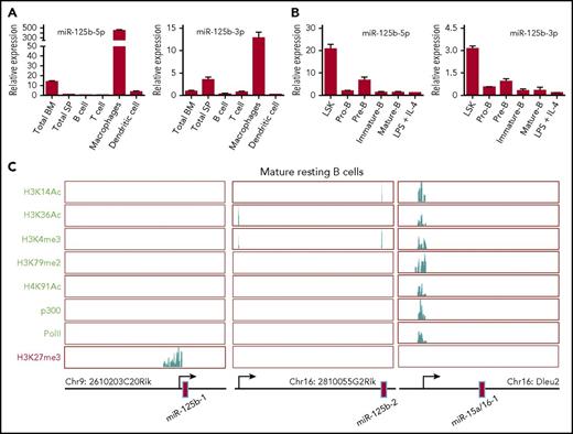 Figure 1. Epigenetic regulation of miR-125b expression in B lymphocytes. (A) Relative miR-125b expression in the bone marrow, spleen, and various immune cells. The expression of miR-125b-5p and miR-125b-1-3p was measured using TaqMan reverse transcription qPCR (n = 3). (B) Relative miR-125b expression in HSPCs (L−S+K+) and various B-lymphocyte subsets. (C) Modification patterns of H3K14Ac, H3K36Ac, H3K4me3, H3K79me2, H4K91ac, and H3K27me3, as well as PolII and p300 recruitment in the loci encoding miR-125b and miR-15a/16-1 in resting mature B cells. IL, interleukin; LPS, lipopolysaccharide.