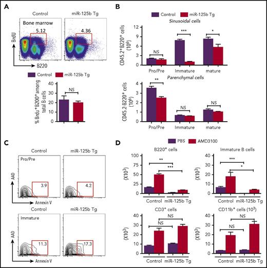 Figure 4. Impaired release of immature B cells in Eμ/miR-125b-Tg mice. (A) Normal proliferation of bone marrow B cells in Eμ/miR-125b-Tg mice. 8-week-old Eμ/miR-125b-Tg and control mice were injected with BrdU for 48 hr. Bone marrow cells from these mice were stained with anti-B220 antibodies in combination with BrdU detection methodology. Percentages in the bar graph indicate BrdU-positive cells in the gated B200+ cell subpopulations. (B) Distribution and number of the indicated B-lineage populations in the bone marrow parenchyma (CD45.2−) and sinusoids (CD45.2+) of 8-week-old Eμ/miR-125b-Tg and control mice. (C) Representative flow cytometric analysis of bone marrow B cells for staining of apoptotic B cells using anti-annexin-V and 7-AAD. (D) Number of total B cells (B220+), immature B cells (B220+CD93+), T cells (CD3+), and myeloid cells (CD11b+) in 300 μL blood from Eμ/miR-125b-Tg and control mice that were injected with the AMD3100 or phosphate-buffered saline alone (n = 5 mice per group). *P < .05; **P < .01; ***P < .001; NS, not significant.