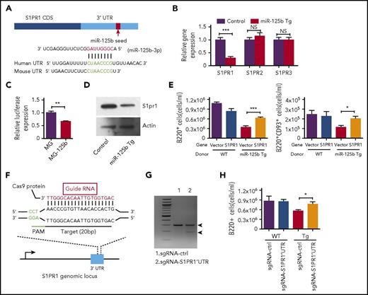 Figure 5. miR-125b inhibits B-cell release from the bone marrow through direct targeting of S1PR1. (A) Schematic representation of the S1PR1 3′ UTR showing the conserved miR-125b seed region. (B) S1PR1 transcript expression levels in B cells purified from the bone marrow of Eμ/miR-125b-Tg and control mice. (C) Relative luciferase expression in HEK293T cells transfected with luciferase reporter construct bearing the S1PR1 3′ UTR immediately downstream (S1PR1UTR) and either a miR-125b overexpression vector (MG-125b) or a control vector (MG). (D) S1pr1 protein expression levels in B cells purified from the bone marrow of Eμ/miR-125b-Tg and control mice. Data represent 2 independent experiments. (E) Enumeration of B cells (B220+) and immature B cells (B220+CD93+) in the peripheral blood of reconstituted mice at 7 weeks after reconstitution (n = 10 mice per group). (F) Schematic representation of small gRNA target (red) and protospacer adjacent motif (green) sequence designed to edit genomic sequence in the mouse S1PR1 3′UTR locus. (G) Detection of genome editing in the S1PR1 3′ UTR locus using a surveyor assay. (H) Enumeration of B cells (B220+) in peripheral blood of reconstituted mice at 7 weeks after reconstitution with CRISPR/Cas9-edited HSPCs (n = 10-12 mice per group). Data represent 2 independent experiments and represent mean ± SEM. *P < .05; ***P < .001; NS, not significant.