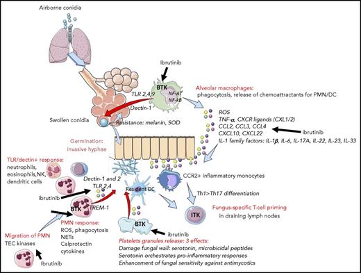 Ibrutinib may permit invasive fungal infections through multiple effects. These include inhibition of alveolar macrophage, neutrophil, T-cell, and platelet function as well as alterations in the chemoattractant and cytokine environment. DC, dendritic cells; NETs, neutrophils extra-cellular traps; PMN, polymorphonuclear neutrophils; ROS, reactive oxygen species; SOD, superoxyde dismutase; Th, T helper. See supplemental Figure 1 in the article by Ghez et al that begins on page 1955.