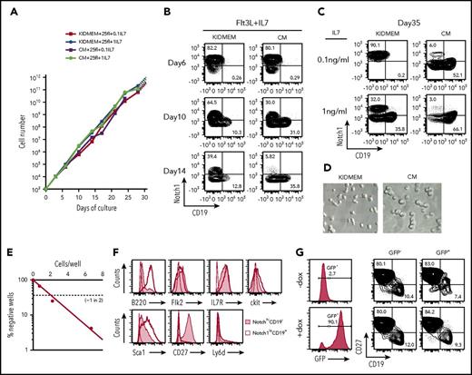 Figure 1. Long-term proliferation of CLPs in vitro, and retroviral transduction of the cCLPs. FACS-purified Lin−Flk2+IL7R+CD27+Ly6d− cells (1 × 103) were cultured on irradiated OP9 stromal cells in our modified serum-free medium (KIDMEM) or serum-containing CM with Flt3L (25 ng/mL) and different concentrations of IL-7 (0.1 and 1 ng/mL). Cells at the indicated time points were counted and FACS analyzed for CD19 and Notch1 expression. (A) Kinetics of cell proliferation during long-term culture with high (circles) or low (squares) amount of IL-7 in KIDMEM or CM. (B-C) Representative FACS profiles of cells cultured with Flt3L and 0.1 ng/mL IL-7 at early phase up to day 14 (B) or cultured with Flt3L and different concentrations of IL-7 at day 35 (C) in KIDMEM or CM. The values in each panel indicate percentages of Notch1hiCD19− and Notch1loCD19+ cells. (D) Light microscopic images (20× objective) of cells at day 35 of culture with 0.1 ng/mL IL-7 in KIDMEM (left panel) or CM (right panel). (E) Limiting dilution of purified CLP cultured for 2 months under CLP conditions. (F) FACS analyses of Notch1hiCD19− CLP (shaded areas) or of Notch1loCD19+ B-lineage cells (thick lines) at day 35 of culture. Isotype-matched control is shown in thin lines. (G) Retroviral transduction of cCLPs with a vector containing EGFP under the expression controls of doxycycline. Representative FACS profiles of green fluorescent protein (GFP) and CD27/CD19 expression with (bottom) or without doxycycline (top) are shown.
