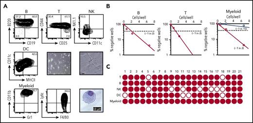 Figure 4. In vitro differentiation of cCLP into lineage-positive cells. (A) Representative FACS profiles on differentiation to B cells (upper left), T cells (upper middle), NK cells (upper right), and myeloid cells (lower left and middle) at day 7, and to DC (middle left) at day 14 in different culture conditions of Lin−Flk2+IL7R+CD27+Ly6d− cells FACS-purified from cCLP cultured for 2 months. Microscopic images of myeloid cells (lower right) and DC differentiated from cCLP with low (center panel) and high (middle right) magnification. Scale bar, 10 μm. (B) Limiting dilution analyses of 2-month cCLPs for frequencies of proliferating clones under B-cell (left), T-cell (middle), or myeloid cell differentiation conditions (right). For myeloid cell differentiation, cCLPs were cultured on irradiated OP9 (circles) or nonirradiated OP9 (squares). (C) Single-clone analysis of cCLP for the differentiation to B (CD19+), T (Thy1+), NK (CD122+), DC (CD11c+MHCII+), and myeloid cells (CD11b+Gr1+). Wells that included >10 lineage-positive cells counted by flow cytometer were indicated as closed circle. For differentiation conditions, see “Materials and methods.” All data are representative of 2 independent experiments.