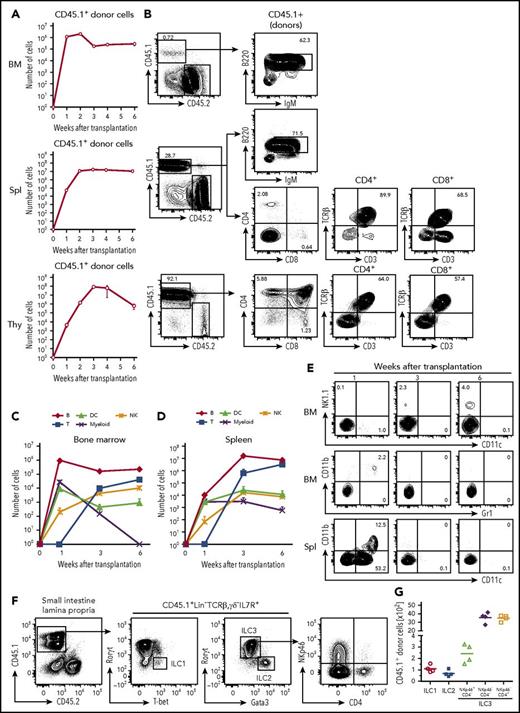 Figure 5. Differentiation potentials of cCLPs in vivo. CD45.1+cCLP cultured for 2 months were transplanted into sublethally irradiated CD45.2+C57BL/6 mice (n = 4). Bone marrow (top), spleen (middle), and thymus (bottom) of the recipient hosts were FACS analyzed at the indicated times after transplantation. (A) Total numbers of CD45.1+ donor cells. (B) Representative FACS profiles of donor-derived T and B cells differentiated at 3 weeks after transplantation in bone marrow (upper panel), spleen (middle panel), and thymus (lower panel). (C-D) Total numbers of indicated cell subsets derived from donors in bone marrow (C) and spleen (D) at different times after transplantation. (E) Representative FACS profiles of donor-derived NK1.1+NK cells (upper panel), CD11b+Gr1+ myeloid cells (middle panel) in bone marrow, and CD11b+CD11c+, CD11b−CD11c+ DCs in spleen (lower panel) at different times after transplantation. The values in each panel shown in panels B and E indicate the percentages of cells in each gate. Data shown in panels A to E are representative of 2 independent experiments. (F) Representative FACS profiles and (G) total numbers of donor-derived ILC subsets in intestine 4 weeks after transplantation of CD45.1+ cCLPs cultured for 2 months into sublethally irradiated CD45.2+ RAG2/c-deficient mice (n = 4). BM, bone marrow; IgM, immunoglobulin M; Spl, spleen; Thy, thymus.