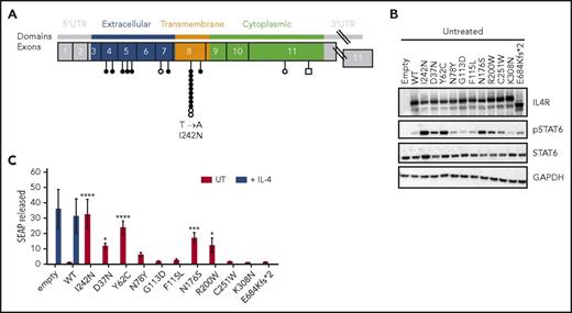 Figure 1. IL4R mutations in PMBCL and their ability to induce constitutive phosphorylation of STAT6 in HEK293 cells. (A) Distribution of IL4R mutations in PMBCL cell lines (n = 3) (○ and ⃞ ), previously reported in Gunawardana et al14 and PMBCL clinical samples (n = 62) (●) identified by targeted deep amplicon and Sanger sequencing. Missense and frameshift mutations are represented by circles and squares, respectively. Variations in noncoding regions, reported single nucleotide polymorphisms, and synonymous mutations are not shown. (B-C) HEK293-STAT6 cells were transfected with IL4R WT, IL4R mutants, or mock expression vector (empty) and either left UT or stimulated with human recombinant IL-4 (0.1 ng/mL) for 24 hours. (B) Western blot analysis of IL4R, pSTAT6, STAT6, and GAPDH in cell lysates. (C) STAT6-dependent SEAP released in cell-free supernatants. The values were normalized to untreated HEK293-STAT6 cells transfected with IL4R WT vector. (C) Mean ± SD of 3 independent experiments; significance was evaluated using 1-way ANOVA followed by Bonferroni post test. *P < .05; ***P < .001, ****P < .0001. SD, standard deviation; UT, untreated; UTR, untranslated region.