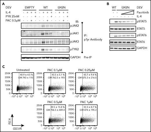 Figure 4. IL4R-I242N induced STAT6 but not JAK2 activation in DEV cells. Transduced DEV cells with retrovirus control (empty) or retrovirus expressing IL4R WT or I242N mutant under control of doxycycline (20 ng/mL, 48 hours) were pretreated with PYR or PAC for (A-B) 2 or (C) 24 hours followed by stimulation with (A) human recombinant IL-4 (20 ng/mL) for 20 minutes or (B,C) left UT. (A) Immunoblot analysis of JAKs (JAK1, JAK2, JAK3, and TYK2) phosphorylation was performed following IP with an anti-phosphotyrosine (p-Tyr) antibody. GAPDH analysis in samples before IP was used as a loading control. (B) Phosphorylation status of STAT5 and STAT6 were determined by western blot in DEV cells pretreated with PAC (0.1, 0.25, 0.5, and 1 μM). (C) Flow cytometry analysis of cell-surface expression of CD23 in DEV transduced with IL4R I242N mutant represented as a scatter plot. Numbers represent the mean ± SD of the percentage (%) and GM of CD23 expressing cells and the scatter plots correspond to a representative experiment. IP, immunoprecipitation; PAC, pacritinib; PYR, pyridone 6.