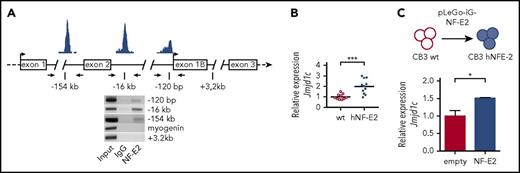 Figure 1. Identification of JMJD1C as a novel NFE2 target gene. (A) NFE2 binding to the JMJD1C locus. Top: schematic representation of potential binding sites at the JMJD1C locus determined by in silico analysis.8 Bottom: HEL cell lysates were chromatin immunoprecipitated with antibodies against NFE2 or an IgG control. PCR was performed with primers flanking the 3 predicted binding sites as well as on control sites at +3.2 kb in the NFE2 gene and in the myogenin locus. Data are representative of 3 independent experiments. (B) Jmjd1c mRNA expression in NFE2tg mice. RNA was isolated from bone marrow cells of wild-type (wt) and hNFE2tg mice4 and subjected to quantitative RT-PCR for Jmjd1c expression. Expression levels were normalized to mB2M expression. Bars represent the mean. ***P < .001 by the Student t test. (C) Jmjd1c mRNA levels upon expression in CB3 cells. CB3 cells were transfected with pLego-iG-NFE2wt or an empty control vector and sorted for GFP positivity. Jmjd1c expression was quantified as described in panel B. Mean values and standard error of the mean (SEM) are shown. *P < .05 by the Student t test.