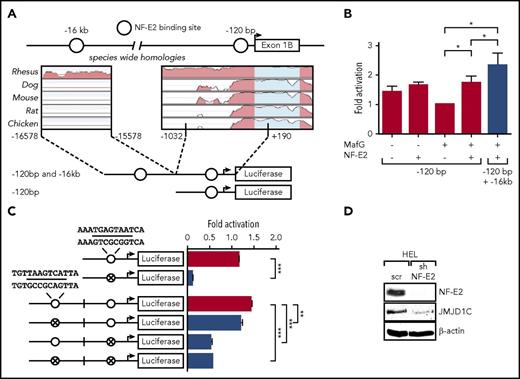 Figure 2. NFE2 positively regulates JMJD1C by binding regulatory sites. (A-C) Transactivation of the JMJD1C promoter by NFE2. (A) Schematic illustration of the JMJD1C reporter gene constructs. Open circles: predicted NFE2-binding sites as depicted in Figure 1A. The degree of phylogenetic conservation is illustrated. (B) Luciferase reporter vectors were cotransfected into HEK-293T cells with expression plasmids encoding either NFE2 and/or MafG. Data were normalized to the cotransfection with MafG alone, set as 1. Graphs represent mean ± SEM of 4 independent experiments. *P < .05 by Student t test. (C) Potential NFE2-binding sites were disrupted by site-directed mutagenesis in HEK-293T, indicated by crossed circles. Sequences of wt and mutated NFE2 sites are shown (altered bases in bold). Luciferase assays were performed as in panel B. Data were normalized to the −120-bp wt construct cotransfected with MafG only, set as 1. Graphs show mean and SEM of at least 3 independent experiments. ***P < .001, **P < .01 by 1-way ANOVA with the post hoc Tukey comparison test. (D) The effect of NFE2 silencing on JMJD1C expression. HEL cells were transduced with a lentivirus encoding an shRNA against NFE2 (sh) or a scrambled control (scr), sorted for GFP positivity, and analyzed by western blotting. The blot is representative of 3 independent experiments.
