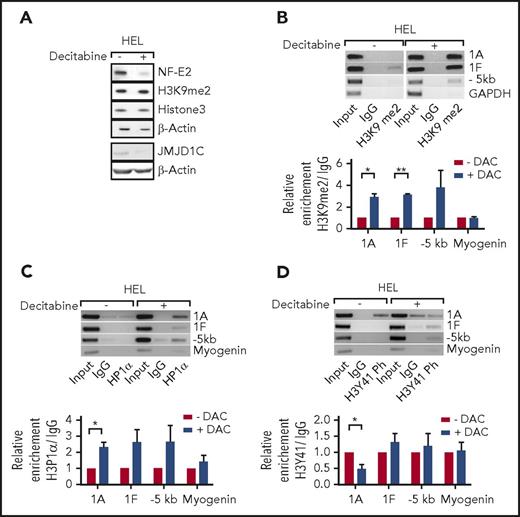 Figure 4. Decitabine treatment reduces NFE2 expression by reversing H3K9 hypomethylation and H3Y41 phosphorylation. (A) Effect of decitabine treatment on the expression of NFE2, of JMJD1C, and on total H3K9me2 levels in HEL cells. HEL cells were treated with 400 ng/μL decitabine or dimethyl sulfoxide (DMSO). Lysates were interrogated by western blot. (B-D) Effect of decitabine treatment on H3K9me2 levels, HP1α binding, and H3Y41 phosphorylation at the NFE2 locus in HEL cells. Top panels: HEL cells were treated as in panel A and chromatin immunoprecipitated with an antibody against H3K9me2 (B), HP1α (C), H3Y41ph (D), or an IgG control as indicated. Chromatin immunoprecipitated DNA was amplified with the primers illustrated in Figure 3C. One representative result of at least 3 independent experiments is shown. Bottom panels: densitometric analysis of the ChIP results. Graphs represent mean ± SEM. *P < .05, **P < .01 by the Student t test. DAC, decitabine.