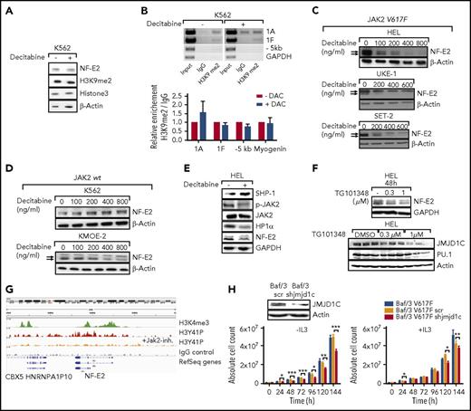 Figure 5. Decitabine-dependent downregulation of NFE2 occurs selectively in the presence of JAK2V617F. (A) Effect of decitabine treatment on NFE2 expression and total H3K9me2 levels in K562 cells. K562 cells were treated with 400 ng/μL decitabine or DMSO. Lysates were interrogated by western blot. (B) Effect of decitabine treatment on H3K9me2 levels in the NFE2 locus in K562 cells. Cells were treated as in panel A. Cell lysates were chromatin immunoprecipitated with an antibody against H3K9me2 or an IgG control. Chromatin immunoprecipitated DNA was amplified with primers covering the NFE2 locus as illustrated in Figure 3C. One representative result of 3 independent experiments is shown. Bottom panel; densitometric analysis. Graphs represent mean ± SEM. (C-D) NFE2 expression after decitabine treatment in JAK2V617F-positive and JAK2wt cell lines. Whole-cell extracts of the indicated cell lines were treated as noted and analyzed as described in panel A. (C) JAK2V617F-positive; (D) JAK2wt. (E) Effect of decitabine treatment on SHP1, phosphorylated JAK2 (p-JAK2), JAK2, and HP1α expression. HEL cells were treated as in panel A. Total cell lysates were interrogated by western blotting. One representative result of 3 independent experiments is shown. (F) Effect of JAK2 inhibitor treatment on NFE2 and JMJD1C expression. HEL cells were treated with the indicated concentrations of the JAK2 inhibitor TG101348 (fedratinib)26 for 48 hours as indicated. Whole-cell lysates were analyzed by western blotting for JMJD1C, NFE2, PU.1, and actin. One representative result of at least 2 independent experiments is shown. (G) H3Y41P ChIPseq density profiles at the NFE2 gene locus in HEL cell ± JAK2 inhibition. Visualization of H3K4me3, H3Y41P before and after inhibition of JAK2 by TG101209 and IgG control. ChIPseq data from Dawson et al.27 (H) Effect of Jmjd1c knockdown on cytokine-independent cell growth. Baf/3-Jak2V617F cells expressing Jak2V617F were transduced with a lentivirus encoding an shRNA against Jmjd1c or a scrambled control. Western blot analysis showed successful knockdown of JMJD1C (left, top). The cells were cultured without (left) or with (right) IL3. Cells were counted every 24 hours. Three independent experiments were performed in triplicates. Data points represent mean ± SEM. ***P < .001; **P < .01, *P < .05 by 2-way ANOVA.