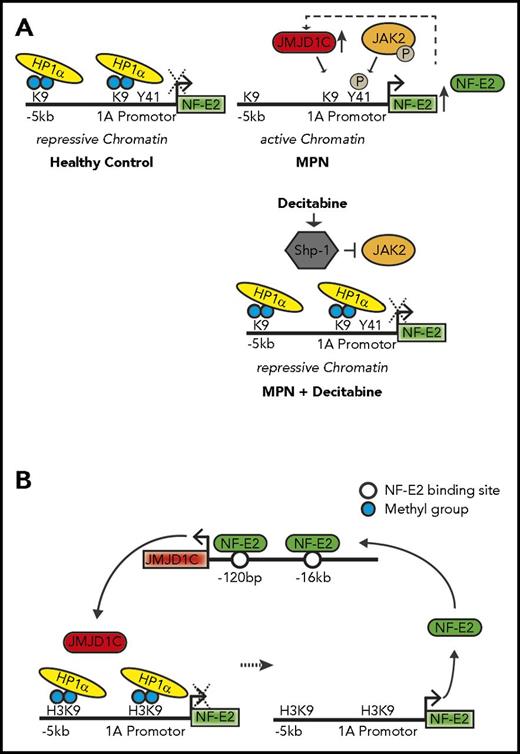 Figure 6. JAK2 and JMJD1C epigenetically regulate NF-E2. (A) Schematic representation of NFE2 regulation by JAK2 and JMJD1C and the effect of decitabine. (B) Illustration of the regulation of NF-E2 by JMJD1C in a positive feedback loop. P, phosphoryl group.