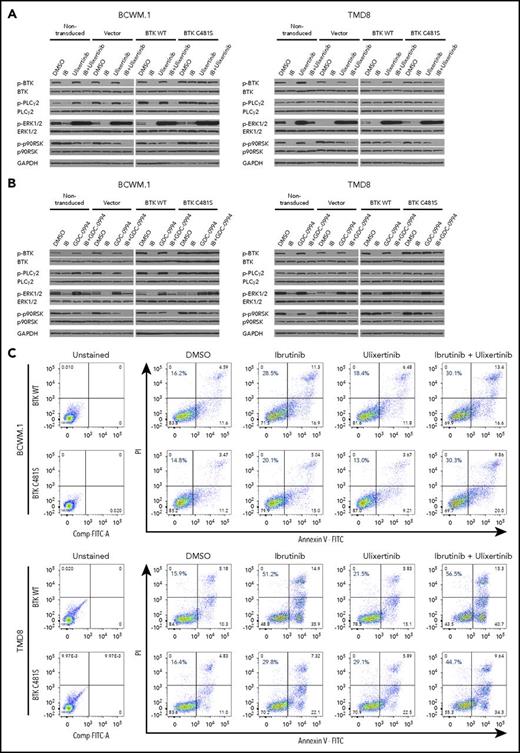 ERK1/2 activation promotes prosurvival signaling in ibrutinib-resistant MYD88-mutated WM and ABC DLBCL cells. Immunoblotting studies depicting BTK, PLCγ2, ERK1/2, and p90RSK signaling in nontransduced, vector only, BTKWT, or BTKCys481Ser (BTKC481S) MYD88-mutated WM (BCWM.1) and ABC DLBCL (TMD8) cells following treatment with vehicle control, ibrutinib, or ERK1/2 inhibitors (ulixerinib, GDC-0994) alone or with ibrutinib for 2 hours. GAPDH was used as protein loading control. Data for ulixertinib are shown in panel A and for GDC-0994 in panel B. Cellular apoptosis determined by Annexin V-FITC and PI staining for BTKWT or BTKC481S expressing WM and ABC DLBCL cells following treatment with vehicle control, ibrutinib (1.0 µM), or ulixertinib (2.0 µM) alone or in combination. Percent of cells staining for both Annexin V and PI is depicted in each panel. Results are representative from studies performed in triplicate (C). Dose-dependent survival determined by CellTiter-Glo Luminescent cell viability assay for vector only, BTKWT, or BTKC481S transduced MYD88-mutated WM and ABC DLBCL cells following treatment with ibrutinib and ulixertinib at pharmacologically relevant dosimetry for 72 hours. Synergism was assessed by combination index (CI) analysis, with the heat maps depicting the CI values at varying dosimetry for ibrutinib and ulixertinib. CI values <1 denote synergistic interactions (D). IB, ibrutinib.