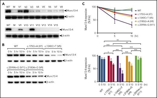 Figure 2. Pathogenic UNC13D missense variants cause reduced munc13-4 expression. HEK293T cells were transfected with FLAG-tagged cDNA carrying wild-type or missense mutated UNC13D sequences. Cells were harvested after overnight culture (A) or after additional incubation in the presence of cycloheximide for 0, 5, and 10 hours (B), and munc13-4 protein expression levels were analyzed by western blotting. (C) Relative expression of variant munc13-4 proteins at the indicated time points after treatment with cycloheximide. V1 to V15 are the UNC13D variants listed in Table 1. Results in panels A and B are representative of >3 independent experiments. Error bars indicate the mean ± SD. *P < .05; **P < .01; ***P < .001. M, mock; WT, wild type.