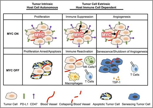 Figure 1. MYC inactivation elicits tumor regression through both tumor-intrinsic and host-dependent mechanisms. Left to right: through tumor-intrinsic mechanisms, inactivation of MYC induces proliferative arrest and apoptosis (left panel). The death of tumor cells through apoptosis may contribute to the immune response by recruiting innate immune cells. Inactivation of MYC suppresses immune checkpoints and recruits an adaptive immune-dependent response (center panel), activating macrophages and CD4+ T cells. The final phase of tumor elimination likely involves the recruitment of an immune response through T cells as well as the production of other cytokines. Immune activation has been associated with the remodeling of the tumor microenvironment, including the induction of cellular senescence and the shutdown of angiogenesis. This occurs in part through TSP-1 (right panel).