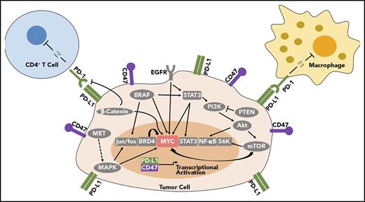 Figure 2. MYC can regulate PD-L1 and CD47 immune checkpoint expression. MYC regulates PD-L1 and CD47 mRNA and protein expression in tumor cells. Many other oncogene signaling pathways have been shown to regulate PD-L1, which may also occur through MYC. BRD4, BRAF, EGFR, PI3K/AKT/mTOR, and β-catenin also have been shown to influence PD-L1 expression, and all these gene products are known to regulate MYC mRNA, protein expression, and/or protein stability.