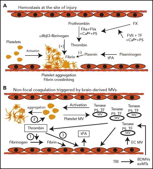 Figure 2. Schematic pathways for consumptive coagulopathy induced by TBI. (A) Hemostasis is triggered by platelet adhesion and aggregation at the site of vascular injury and stabilized by crosslinked fibrin polymers to form a hemostatic plug. (B) The tissue factor and anionic phospholipid-rich microvesicles (BDMVs and exMTs) from injured brain cells are released into the circulation to provide microplatforms for tenase assembly. Thrombin thus produced (1) cleaves fibrinogen to generate fibrin, (2) activates platelets, and (3) activates endothelial cells to generate platelet and endothelial cell MVs. The blood cell–derived MVs further amplify the coagulation initiated by BDMVs and exMTs. Endothelial cells activated by MVs, thrombin, and fibrin also induce the acute release of tPA, which initiates early fibrinolysis. All of these processes occur in the fluid phase of the blood, without the local vascular injury and blood-derived factors found in trauma patients with hemorrhagic shock. EC, endothelial cells; FVa, activated factor V; FVII, coagulation factor VII; FXa, activated factor X; PS, phosphatidylserine; TF, tissue factor.