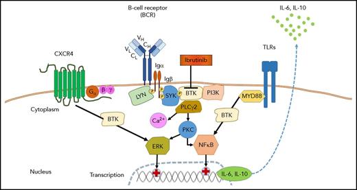 Role of BTK in signaling of the BCR, CXCR4, and TLRs in WM. Antigen binding by the BCR and/or ligand-independent tonic BCR signaling induces the formation of a signaling complex that is initiated by phosphorylation of immunoreceptor tyrosine-based activation motif residues on the cytoplasmic tails of CD79A (Igα) and CD79B (Igβ). In turn, this event recruits spleen tyrosine kinase (SYK), which is followed by the activation of BTK, PI3K, and phospholipase Cγ2 (PLCγ2). Further downstream responses include calcium (Ca2+) mobilization, activation of protein kinase C (PKC), and the ERK (MAPK) and nuclear factor-κB (NFκB) pathways. Most WM cells carry MYD88 and/or CXCR4 warts, hypogammaglobulinemia, infections, and myelokathexis (WHIM)–like mutations, which result in enhanced signaling of CXCR4 and toll-like receptors (TLRs). Ibrutinib targets BTK and thereby can inhibit multiple pathways, including BCR signaling, CXCR4, and TLR signaling. BTKCys481Ser mutated WM cells emerge when WM patients develop ibrutinib resistance; such resistant cells have restored ERK signaling and secrete higher levels of IL-6 and IL-10, which can promote survival of BTKWT cells in a paracrine fashion.