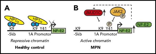 Two epigenetic pathways converge to control NFE2 expression in the MPNs. (A) In healthy hematopoietic cells, NFE2 expression is maintained at a low level by HP1α binding to unphosphorylated H3Y41 and by the presence of dimethylated H3K9. (B) In MPN cells, NFE2 expression is upregulated by both a reduction in HP1α binding, which is associated with increased phosphorylation of H3Y41 by JAK2V617F and by demethylation of H3K9. The figure has been adapted from Figure 6 in the article by Peeken et al that begins on page 2065.