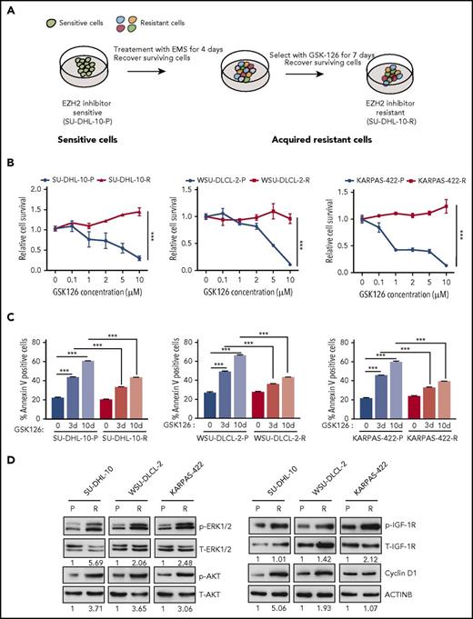Figure 1. In vitro model of acquired resistance used to identify the mechanisms of resistance to the EZH2 inhibitor GSK126. (A) Schematic for the generation of GSK126-resistant DLBCL cell lines. (B) The parental (P) and GSK126-resistant (R) DLBCL cell lines were treated with the EZH2 inhibitor GSK126 at the indicated concentrations and analyzed for cell viability 72 hours after treatment using an MTT assay. (C) The parental and GSK126-resistant cells were treated with GSK126 (5 μM) for 3 or 10 days and apoptosis was analyzed by annexin V–fluorescein isothiocyanate (FITC) staining. (D) The parental and GSK126-resistant DLBCL cells were analyzed by immunoblotting for the indicated proteins. The densitometric quantitation for phosphorylated ERK1/2 (p-ERK1/2), p-AKT, p-IGF-1R, and cyclin D1 is presented below the respective blots and were normalized to total ERK1/2 (T-ERK1/2), T-AKT, T-IGF-1R, and ACTINB. AUC was calculated to allow for the comparison between the 2 curves and the P values were calculated using a Student t test. Data are presented as mean ± SEM. ***P < .001.