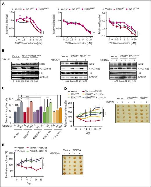 Figure 6. EZH2 mutations prevent EZH2 inhibitor binding. (A) SU-DHL-10 cells overexpressing either EZH2WT, EZH2C663Y, EZH2E720G, EZH2Y726F, or empty vector were treated with the specified concentrations of GSK126 for 72 hours and assayed for cell viability using an MTT assay. The cell viability compared with untreated cells is shown. (B) SU-DHL-10 cells overexpressing either EZH2WT, EZH2C663Y, EZH2E720G, EZH2Y726F, or an empty vector were treated with GSK126 (1 μM) for 48 hours and analyzed for EZH2 and H3K27me3 by immunoblotting. Histone H3 and ACTINB were used as loading controls. The densitometric quantitation for H3K27me3 is presented below the respective blots and were normalized to total histone H3. (C) SU-DHL-10 cells overexpressing either EZH2WT, EZH2C663Y, EZH2E720G, EZH2Y726F, or an empty vector were treated with GSK126 (5 μM) for 3 or 10 days and apoptosis was analyzed by annexin V–FITC staining. (D-E) Athymic nude mice were subcutaneously injected with KARPAS-422 cells expressing either empty vector, EZH2WT, EZH2Y726F (D) or with empty vector or PI3KCA (E) and treated with GSK126 (50 mg/kg) every alternate day for 31 days. Mean tumor volume ± SEM (n = 5) and representative tumor images for the experiments presented in panels D and E under the indicated conditions are shown. AUC was calculated to allow for the comparison between the 2 curves and the P values were calculated using a Student t test. Data are presented as mean ± SEM. **P < .01; ***P < .001.