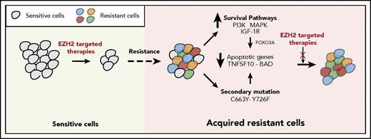 Figure 7. Mechanisms of resistance to EZH2 inhibitors. The model shows the mechanism by which IGF-1R, PI3K and MAPK, or EZH2 mutations confer resistance to EZH2 inhibitors in DLBCL cells.