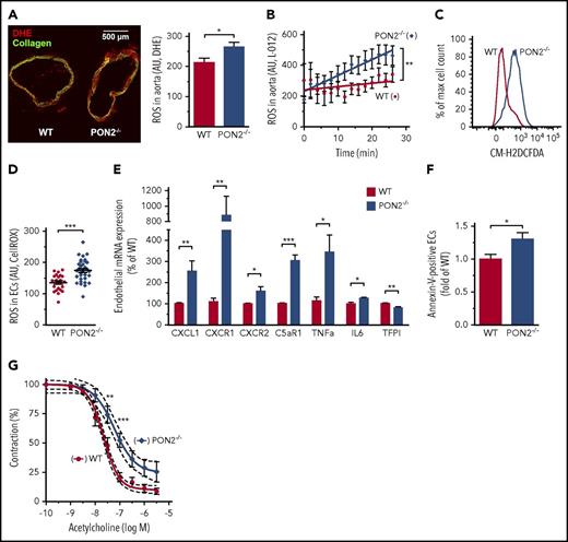 Figure 1. Pon2−/−mice have a pro-oxidant, proinflammatory, and dysfunctional endothelium. (A, left) Representative image of cryosectioned aortae form Pon2−/− and WT mice, stained with dihydroethidium (DHE; red) for O2− and analyzed by confocal imaging (green, collagen autofluorescence; scale bar, 500 µm). (Right) Quantification of DHE-fluorescence intensities per area of aortic tissue (n = 19 sections of 3 mice each). *P = .0302; Student t test. (B) L-012 chemiluminescence signal of fresh aortic sections quantified over time for ROS formation (representative graph). Linear regression curve fits were calculated and slopes were analyzed for statistically significant differences. **P = .0053. (C) ROS level of aortic cells determined by H2DCFDA flow cytometry (representative graph). A right shift of the peak indicates higher ROS levels. (D) Primary murine ECs were isolated from lungs, stained with CellRox-DeepRed, and quantified by confocal microscopy (n = 23-33 of 2-3 mice). ***P = .0001; Student t test. (E) mRNA expression of proinflammatory cytokines, chemokines, receptors, and coagulation-regulation factors in ECs isolated from lungs (n = 2-6 assays using 4-12 mice per group and target normalized against Gapdh and Polr2a). *P ≤ .0156; **P ≤ .007; ***P < .0001; Student t test. (F) Lung cells were stained with EC marker lectin and annexin V for quantification of endothelial PS exposure (n = 7-8). *P = .0277; Student t test. (G) Aortic rings of Pon2−/− and WT mice were precontracted with norepinephrine and endothelium-dependent vasodilation induced by increasing concentrations of acetylcholine was measured (n = 6 rings of 3 mice). **P < .01; ***P < .001; 2-way ANOVA with Bonferroni multiple comparison for individual data points and nonlinear regression (R2 = 0.84-0.97) with 95% confidence intervals (dotted lines) showed significant differences between curves.