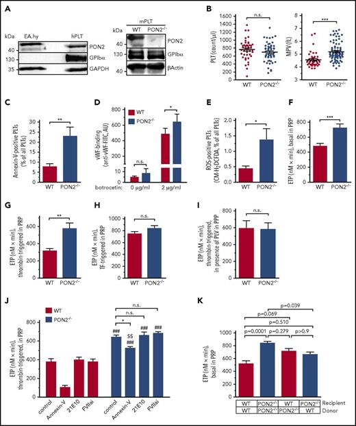 Figure 4. Pon2−/−platelets are procoagulant. (A) Glycoprotein Ibα (GPIbα; platelet marker) and PON2 protein expression in human platelets (hPLT; left panel) and murine platelets (mPLT; right). Endothelial EA.hy 926 (ATCC-No. CRL-2922) served as control. (B) Platelet count (PLT; left graph) and mean platelet volume (MPV; right graph) of Pon2−/− and WT mice determined from whole-blood samples (n = 58-80). ***P < .0001; Student t test. (C) Plasma membrane PS exposure of Pon2−/− and WT platelets displayed by flow cytometric analysis of annexin V binding (n = 7-8). **P = .0071; Student t test. (D) Flow cytometric analysis of VWF binding to platelets under basal conditions and upon botrocetin treatment (n = 5). *P = .0367; Student t test. (E) ROS level of platelets determined by H2DCFDA flow cytometry (n = 3-5). *P = .0192; Student t test. (F-H) Thrombin generation in PRP determined by calibrated automated thrombography. Thrombin generation indicated as ETP, (F) under basal conditions, (G) thrombin-triggered, and (H) TF-triggered (n = 6-13). **P = .0034; ***P = .0007; Student t test. Thrombin-triggered ETP (I) in PPP in the presence of phospholipid vesicles and (J) in PRP upon preincubation with annexin V, anti-TF antibody 21E10 and active site inhibited FVIIa (FVIIai) (n = 6-7). *P < .01 vs indicated group; ###P < .001 vs, respectively, treated WT; $$P < .01 vs WT control; 1-way ANOVA with Bonferroni multiple comparison test. (K) Basal ETP in PRP of BM-transplanted mice (n = 12-13). Adjusted P values are indicated; Kruskal-Wallis test with Dunn multiple comparison test. FITC, fluorescein isothiocyanate; GAPDH, glyceraldehyde-3-phosphate dehydrogenase.