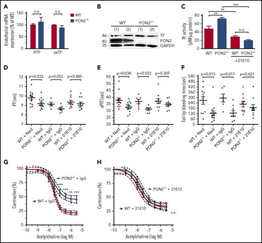 Figure 5. TF activity is enhanced in Pon2−/−ECs and anti-TF treatment normalizes coagulation and endothelial dysfunction in Pon2−/−mice. (A) Full-length TF (flTF) and alternatively spliced TF (asTF) mRNA levels in primary ECs isolated from lungs of Pon2−/− and WT mice (n = 5-7; normalized against Gapdh and β-actin). Student t test. (B) Western blotting for TF protein expression from cells as in panel A (results from 2 representative cell isolations are shown). (C) TF activity under basal conditions or upon treatment with anti-TF antibody 21E10 in lysates from Pon2−/− or WT ECs (n = 4-7). Results are presented as pM normalized total protein (µg). **P < .01; ***P < .001; 1-way ANOVA with Bonferroni multiple comparison test. (D) PT, (E) aPTT, and (F) tail-tip bleeding time of Pon2−/− and WT mice treated with anti-TF 21E10, control IgG, or solvent (0.9% NaCl) (n = 5-14). P values are indicated; Mann-Whitney U test; Student t test. Scatter plots show results for individual mice, mean and SEM. (G-H) Endothelium-dependent vascular relaxation of (G) control IgG-treated and (H) 21E10-treated Pon2−/− and WT mice. Statistical analyses performed as in Figure 1G (n = 4-6). **P < .01; ***P < .001.