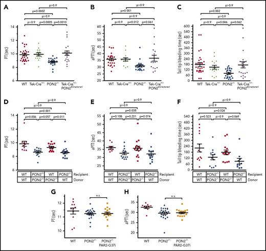 Figure 6. The hypercoagulant state in Pon2−/−mice predominantly results from endothelial functions. (A) PT, (B) aPTT, and (C) tail-tip bleeding times Tek-Cre+/−Pon2ECrestored, Tek-Cre+/−, Pon2−/−, and WT mice (n = 12-29). Adjusted P values are indicated; Kruskal-Wallis test with Dunn multiple comparison. Scatter plots show results for individual mice, mean and SEM. (D-F) Similar analyses using BM chimeras and transplantation controls (n = 10-15), demonstrating a normalized coagulation time in WT chimera with Pon2−/−-derived BM. (G) PT and (H) aPTT of Pon2−/−-PAR2G37i, Pon2−/−, and WT mice (n = 10-23); Kruskal-Wallis test with Dunn multiple comparison.