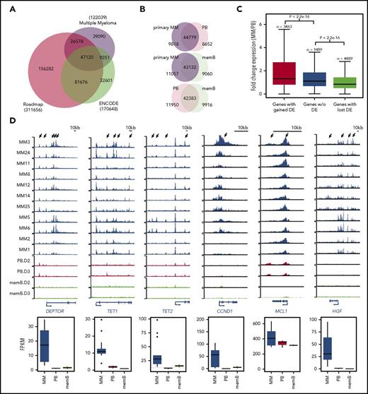 MM cells display widespread alterations in enhancer activity. (A) Overlap between active H3K27Ac-marked enhancers in MM (11 primary MM and 10 MM cell lines) and the ENCODE and Roadmap Epigenome enhancer catalogs. Total number of H3K27Ac-marked regions is indicated in parentheses for each group. (B) Number of elements showing similar or differential (twofold) H3K27Ac signals when comparing primary MM (n = 11), PB (n = 3), and memB (n = 3). (C) Box and whisker plots of the fold change in RNA expression (comparing MM and PBs) for genes with or without DEs with gained or lost H3K27Ac signal. (D) MM-related genes displaying increased expression and H3K27Ac signals in primary MM (black tracks) compared with PBs (red tracks) and memB (green tracks). Arrows indicate enhancers. Expression (average FPKM ± standard deviation) of the gene in each loci is shown below the tracks. (E) GREAT analysis of enhancers with gained activity in MM compared with PBs. Top 6 significant Molecular Signatures Database (MSigDB) Perturbation terms are shown. X-axis displays enrichment P values (−log10). (F) De novo identification of TF motifs enriched in enhancers with gained H3K27Ac signal in MM compared with PBs (gained DEs). The best TF motif matches, P values for motif enrichment, and percentage of regions containing motif are indicated to the right of the sequence logos. (G) Distribution of enriched motifs in the gained DEs. BPC, bone marrow plasma cell; HP, hyperploid; MF, MAF/MAFB; TPC, tonsil plasma cell.