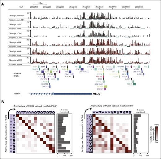 Figure 5. Building blocks of the MM TF regulatory network differ from normal cells. (A) ATAC-seq (Tn5 integration sites) signals in the 1-kb region surrounding the MLLT3 promoter region in memB, PB, PC, and MM cells. TF footprints identified by DNase2TF in each sample are displayed below each respective track. Putative TF binding sites (TFBS) are displayed below tracks. (B) The 13 possible network motifs (3-node circuits) were identified in a global network built from TF binding (determined by TF footprints) in TF gene promoters for the cell type (indicated on the y-axis). Each row in the heat map indicates the level of conservation of the identified network motif in the second cell type (indicated on the x-axis). The percentages of maintained network motifs are indicated to the right of the heat map. Network motifs are organized from the least to the most interconnected motif (left to right or top to bottom).