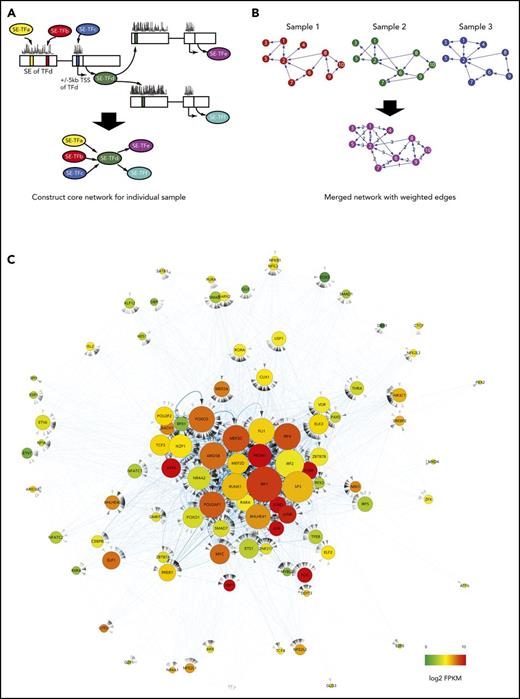 Figure 6. Core TF regulatory network derived from data integration. (A) Transcriptional networks were built for individual MM samples based on SE-associated TF genes and their binding to SEs (called by footprinting) and promoter regions of SE-associated TF genes. (B) Individual networks are combined into a merged SE TF regulatory network with weighted edges. (C) Cytoscape visualization of the merged SE TF regulatory network originating from 8 individual MM cell lines. Based on the weights of all connections, TFs are organized from the center (high weight) to the periphery (low weight) of the network. The node size represents the number of degrees or connections to the SE-associated TF gene, whereas a weighted edge defines the regulatory relationship (arrows indicating regulation/binding) between TF genes. Expression levels (log2 FPKM) of TF in the network are indicated by color.