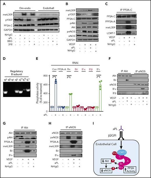 Figure 2. APL promote PP2A-C L309 methylation and Y307 dephosphorylation, PP2A subunit assembly, and PP2A-B Bδ and B′α recruitment to Akt and eNOS as selective phosphoprotein substrates in endothelial cells. (A) HAECs were treated with NHIgG, aPLs (100 µg/mL), BBG or 3F8 (10 µg/mL) in the presence of the inactive analog Dm-endo or endothall (10 µM) for 90 minutes, and with vehicle (PBS) or VEGF (100 ng/mL) for 30 minutes, cell lysates were prepared, and immunoblot analysis was performed detecting methylated PP2A-C L309 (metL309), phosphorylated PP2A-C Y307 (pY307), total PP2A-C and GAPDH. (B) HAECs were treated with NHIgG or aPLs (100 µg/mL) for 90 minutes, and with vehicle (PBS) or VEGF (100 ng/mL) for 30 minutes, and immunoblot analysis was performed detecting methylated PP2A-C L309 (metL309), phosphorylated PP2A-C Y307 (pY307), total PP2A-C, and GAPDH. Immunoblotting was also performed for Akt phosphorylation at S473 (p-Akt), total Akt (Akt), phosphorylated eNOS at S1177 (peNOS), and total eNOS (eNOS). (C) In parallel studies, PP2A-C was immunoprecipitated, and the co-IP of PP2A-A and LCMT-1 was evaluated along with PP2A-C metL309. (D) Reverse transcription–polymerase chain reaction was performed to detect transcripts for PP2A-B subunits Bα, Bβ, Bγ, Bδ, B′α, B′β, and B′ε in HAECs. (E) HAECs were transfected with control RNAi or RNAi targeting PP2A-Aα, or PP2A-B subunit Bα, Bδ, B′α, B′β, or B′ε; 24 hours later, the cells were treated with aPLs or NHIgG (100 µg/mL) for 90 minutes, and PP2A activity was quantified in cell lysates; N = 4. Values are mean ± SEM, ****P < .0001. (F-H) HAECs were treated as in panel B, Akt or eNOS was immunoprecipitated, and the co-IP of PP2A-A, PP2A-C metL309, Bδ, B′α, and B′β was evaluated along with immunoblotting for pAkt and peNOS. Findings in all immunoblots were confirmed in 3 independent experiments. (I) Summary of the findings in the figure.